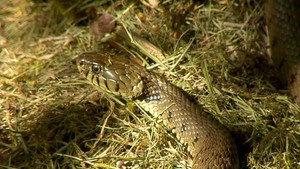Springwatch 10. évad Ep.6 6. epizód