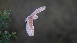 Autumnwatch 16. évad Ep.8 8. epizód