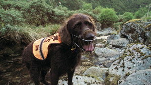 Dog Squad 13. évad Ep.2 2. epizód