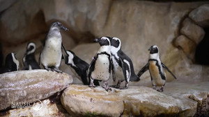 Nausicaá : Dans les coulisses du plus grand aquarium d'Europe 1. évad Ep.1 1. epizód