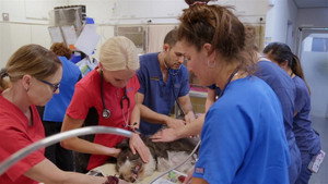 Bondi Vet: Coast to Coast 1. évad Ep.10 10. epizód