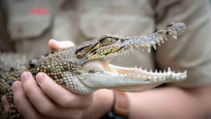 Ausztrál állatkert - Steve Irwin öröksége 3. évad Ep.10 Krokodilmentés a hátsó udvarból