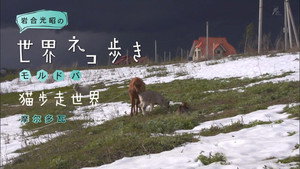 岩合光昭の世界ネコ歩き 1. évad Ep.50 50. epizód