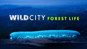 Wild City kép