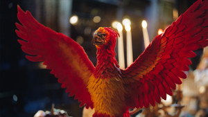 Harry Potter: Sütivarázslók kép