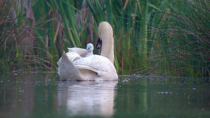 Springwatch 10. évad Ep.5 5. epizód