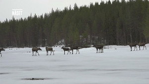 Den stora älgvandringen 1. évad Ep.7 7. epizód