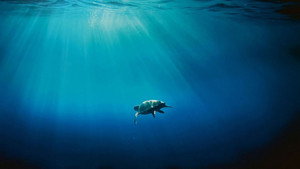 Átalakulóban a mediterrán élővilág kép