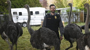 Animal Control kép