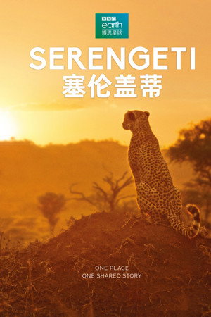 Élet a Serengeti Nemzeti Parkban poszter
