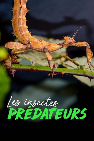Extreme Bugs poszter