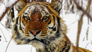 Operation Snow Tiger kép