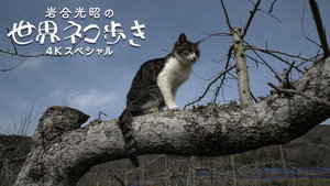 岩合光昭の世界ネコ歩き 1. évad Ep.139 139. epizód