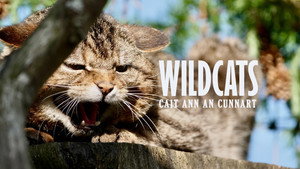 Wildcats: Cait ann an Cunnart kép