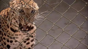 72 Animali pericolosi con Barbascura X 2. évad Ep.1 1. epizód