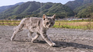A Cat's-Eye View of Japan 2. évad Ep.1 1. epizód