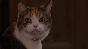 A Cat's-Eye View of Japan 5. évad Ep.8 8. epizód