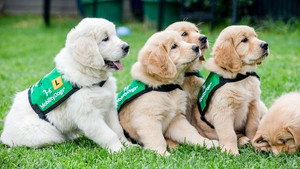Dog Squad Puppy School 3. évad Ep.3 3. epizód