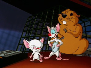 Pinky and the Brain 3. évad Ep.1 1. epizód