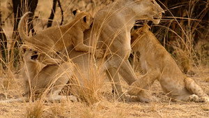 Lion Country: Night and Day kép