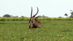 Africká abeceda kép