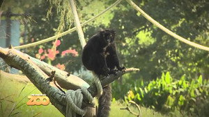 Une saison au zoo 4. évad Ep.9 9. epizód