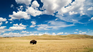 Great Plains: America's Lingering Wild kép