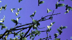 Nature 19. évad Ep.10 10. epizód