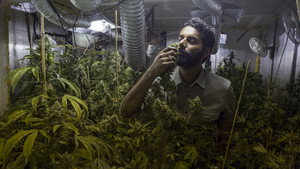 Weediquette 2. évad Ep.5 5. epizód