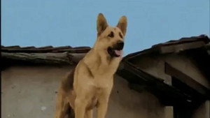 The Adventures of Rin Tin Tin 1. évad Ep.4 4. epizód