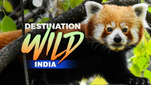 Destination Wild: India kép