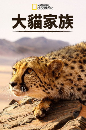 Big Cats: An Amazing Animal Family poszter