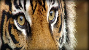 いいZooだね。～岩合光昭の動物園歩き～ kép