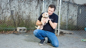 Refuge animal kép