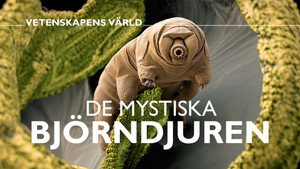 Vetenskapens värld 50. évad Ep.23 23. epizód