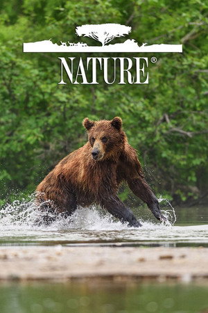 Nature poszter