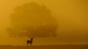 Autumnwatch 11. évad Ep.3 3. epizód