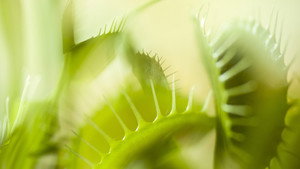 Plants Behaving Badly 1. évad Ep.1 1. epizód