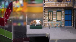 Human vs Hamster 1. évad Ep.7 7. epizód