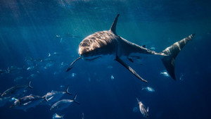 Shark Week 33. évad Ep.23 23. epizód