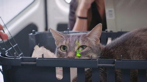 Bondi Vet: Coast to Coast 1. évad Ep.12 12. epizód