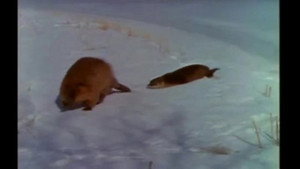 Mutual of Omaha's Wild Kingdom 3. évad Ep.15 15. epizód