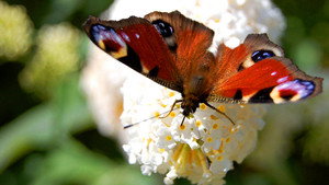 Wild About Your Garden 1. évad Ep.1 1. epizód