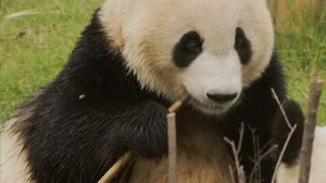 Untamed China 1. évad Ep.4 4. epizód