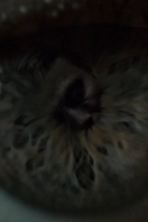 Hannibal poszter