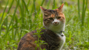 A Cat's-Eye View of Japan 4. évad Ep.14 14. epizód