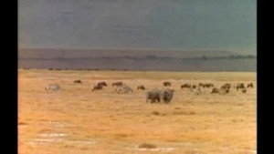 Mutual of Omaha's Wild Kingdom 2. évad Ep.16 16. epizód