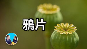 老高与小茉 Speciális epizódok Ep.101 101. epizód