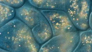 Journey to the Microcosmos kép