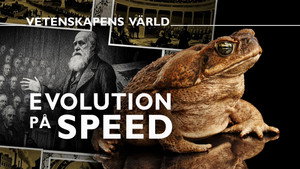Vetenskapens värld 51. évad Ep.24 24. epizód
